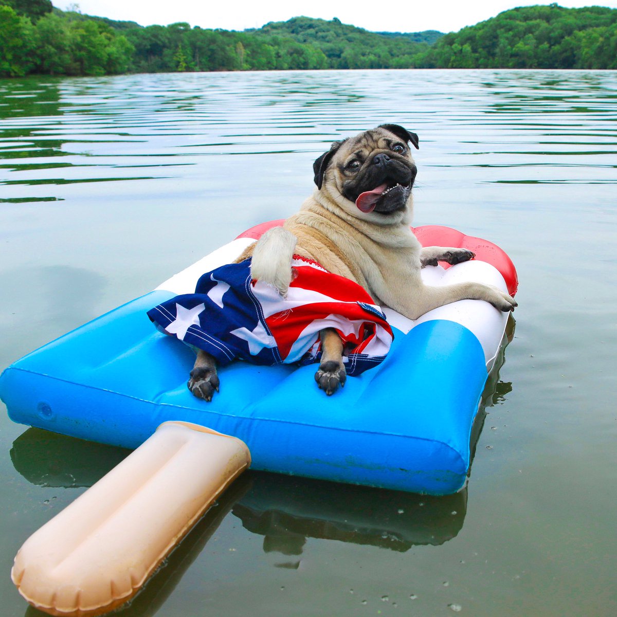itsdougthepug's tweet photo. My booty is a national treasure https://t.co/UFRnYxOJoK