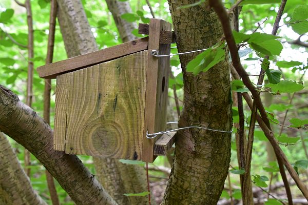 ChilternWoods's tweet photo. Put up 16 hazel dormice boxes today in @ChilternSociety Bottom Wood in @ChilternsAONB #Chilterns, lets hope the Glis glis don't find them. https://t.co/bhGpqwoqMh