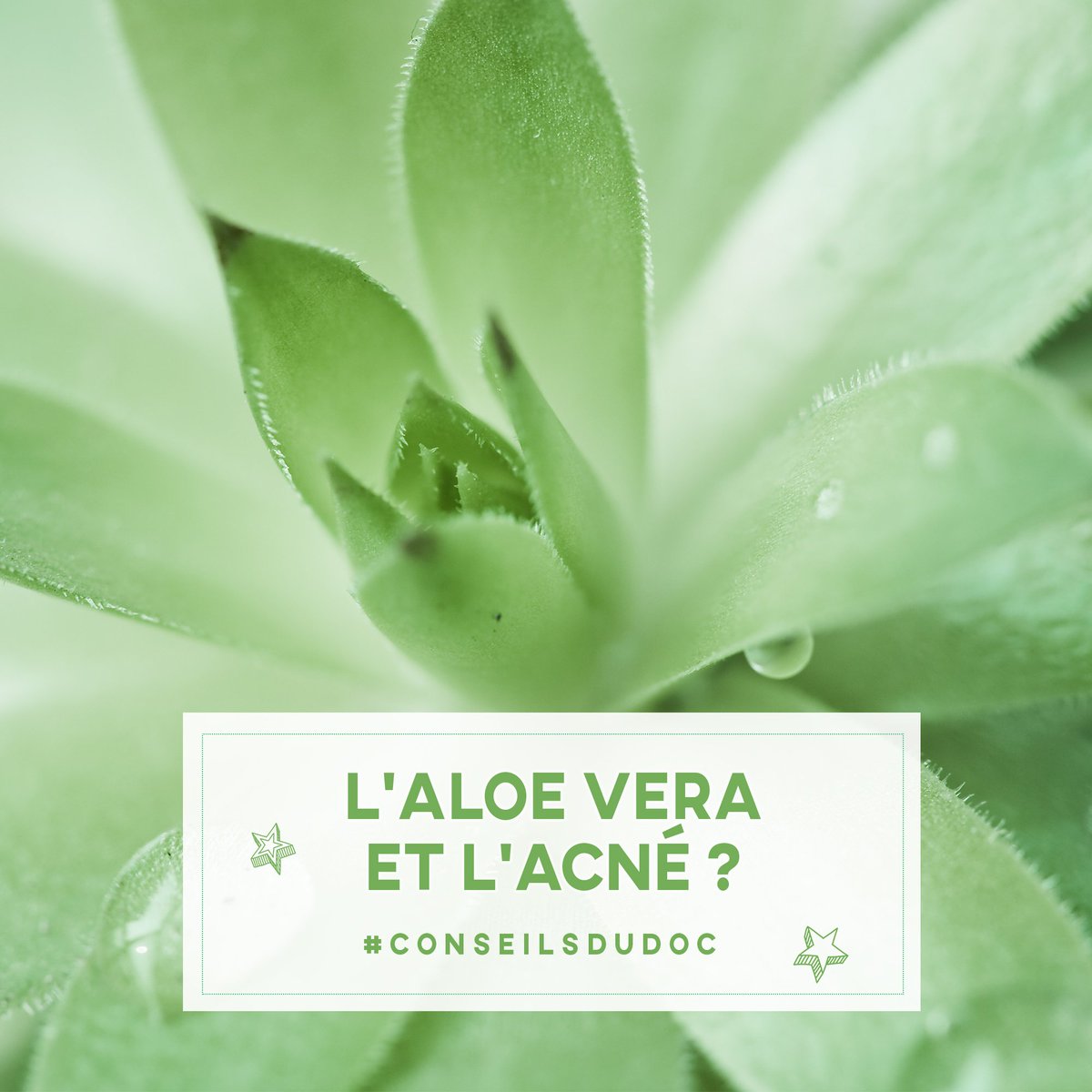 LadyGreenBio's tweet photo. L’Aloe Vera ? C’est plus de 75 actifs qui ont des effets thérapeutiques pour la peau, et notamment contre l'acné ! https://t.co/DSaNgneMRH https://t.co/2SYEC2Pwrv