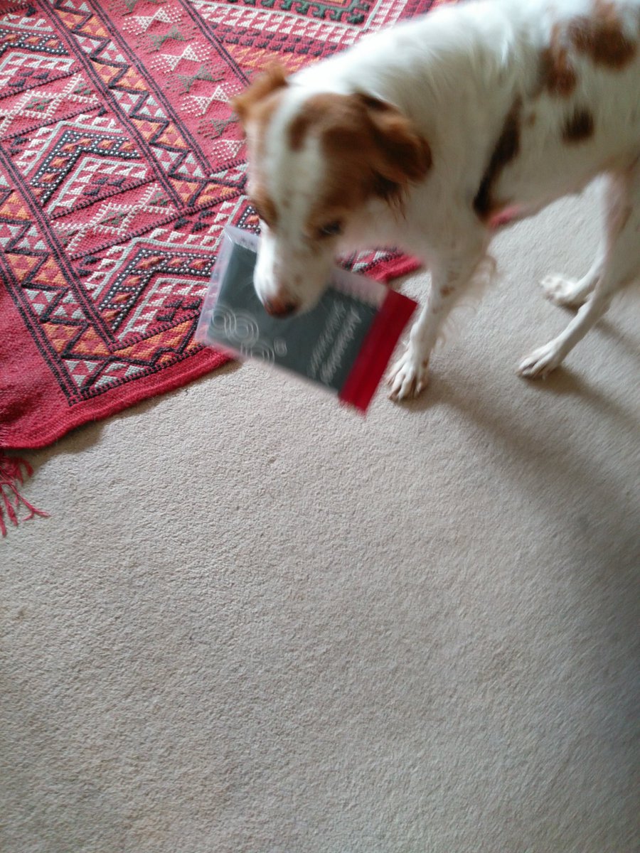 i_stefanie's tweet photo. When your dog wants to be an #archaeologist too #bajr #archaeology #letsdig https://t.co/INJYFaQENt