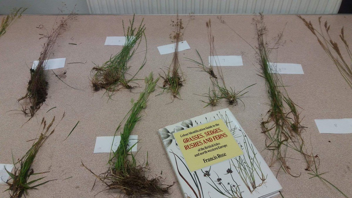 KyleJennings24's tweet photo. Spent the weekend learning lots on Grasses, Sedges and Rushes course at Woods Mill NR. #Ledermantrainee @SussexWildlife https://t.co/ltApJiOkQO