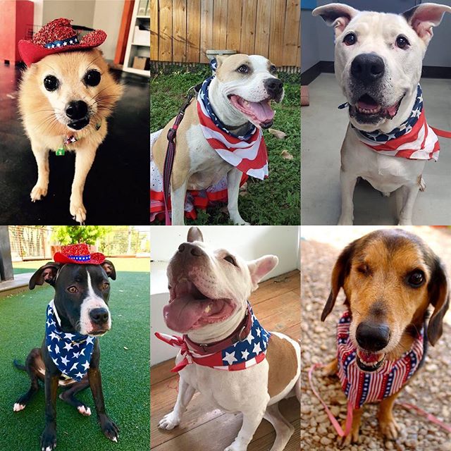 austinpetsalive's tweet image. These #patrioticpups are waiting for their freedom! From the top left going clockwise: Patrick, Santana, Nelson, Daisy, Marilla, &amp;amp; Polly.