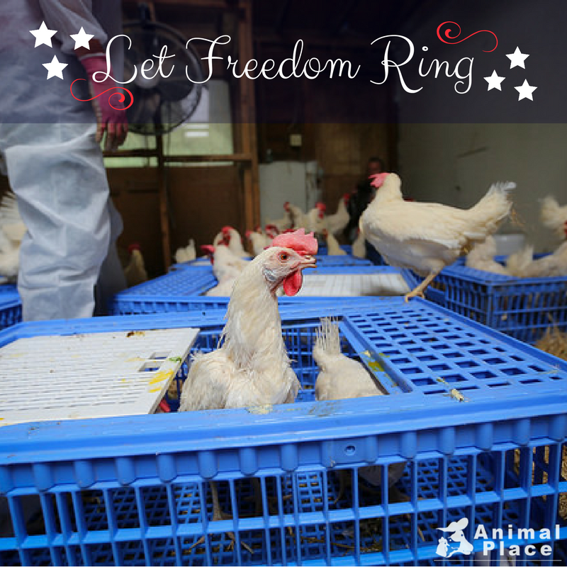 _VeganRepublic's tweet photo. This 4th of July we are celebrating the #freedom of 2,000 liberated “spent” hens… Freedom from confinement, exploitation, &amp; death sentences. https://t.co/cNfgYXpD0W