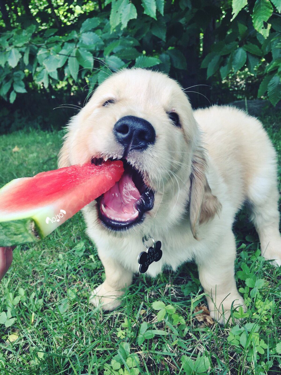 dog_rates tweet picture