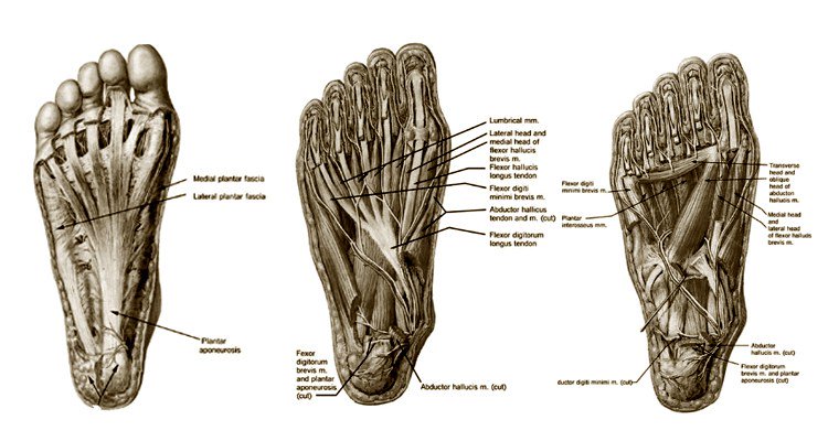 marathonranking's tweet image. FORTALECIMIENTO DE LOS PIES PARA EL CORREDOR marathonranking.com/calendario-de-…