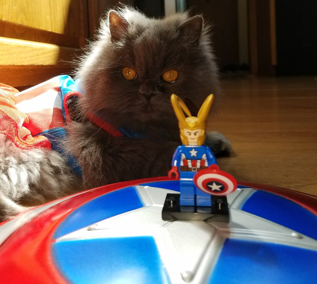 Loki_Lego's tweet photo. RT @KGullic @Loki_Lego and #PrincessSophieMarie aka #MarvelCat having a rousing discussion about truth and honor https://t.co/Crnmk1pBZX