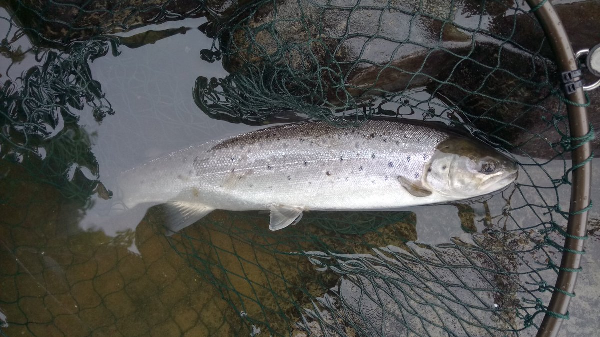 domwagner80's tweet photo. #RiverLune slightly coloured and #SeaTrout taken on nymphs today. Raining and dull but a great day on the river. https://t.co/Z5os1qaCdj