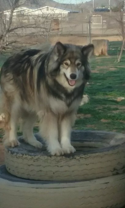my wolfs playing in the yard https://t.co/7km8ORcjxC