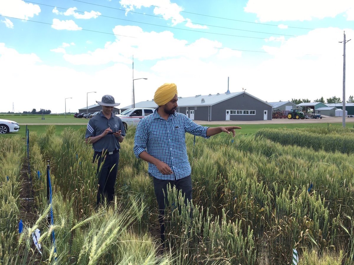 Alireza Navabi (@navabiwheat) on Twitter photo PhD student Harwinder Singh <a href="/plantagguelph/">Plant Ag Guelph</a> <a href="/UofGuelphOAC/">Ontario Agricultural College</a> scoring his FHB nursery; finding some with very low Disease. PhD student Harwinder Singh <a href="/plantagguelph/">Plant Ag Guelph</a> <a href="/UofGuelphOAC/">Ontario Agricultural College</a> scoring his FHB nursery; finding some with very low Disease.