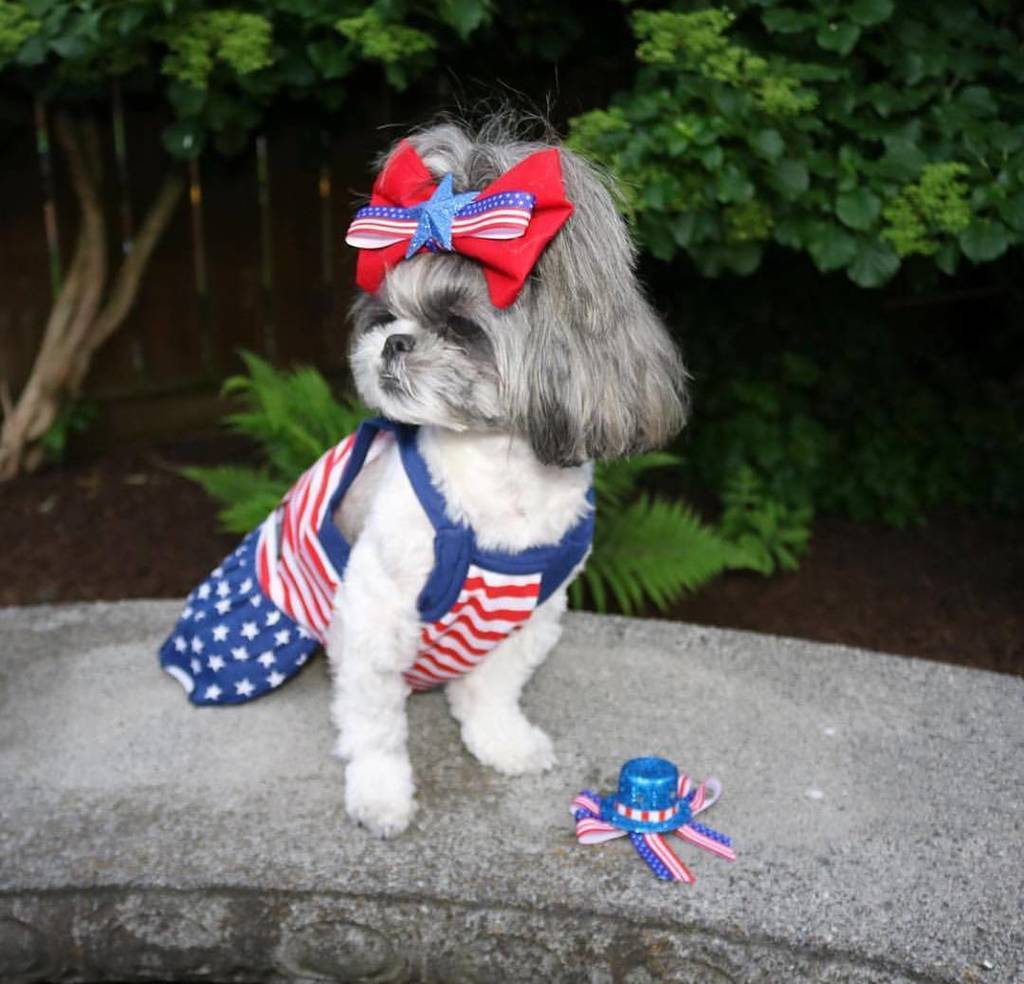 itspuffpuffpaws's tweet photo. Happy 4th of July!!!
❤️️🇺🇸💙🇺🇸❤️️🇺🇸💙🇺🇸❤️️🇺🇸💙🇺🇸❤️️🇺🇸💙 Thanks for the tag @zoeythetzu #Puffwithus we want to see your… https://t.co/5pwIhhq6fc https://t.co/fVyFm4AjIx