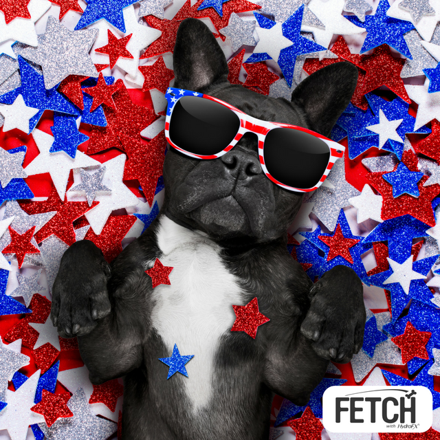 gofetchfordogs's tweet photo. Happy Fourth of July from our pack to yours! #FourthOfJuly #dogsoftwitter #happyhealthydogyears #gofetchfordogs https://t.co/WEFKhdjbTe