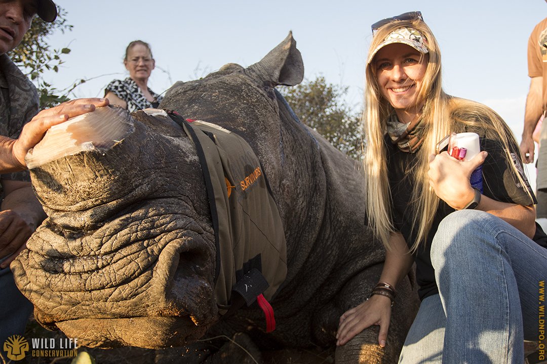 Successful dehorning and collaring of Rhino. Great work from our partners <a href="/rhino_connect/">RhinoConnect</a> and the passionate team from <a href="/SavingSurvivors/">Saving The Survivors</a>.