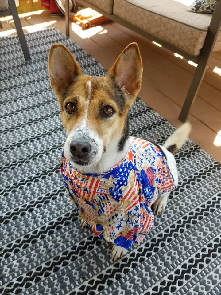 The Barking Lot tweet media