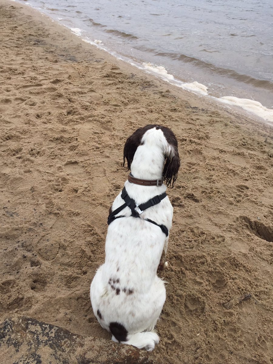 RubyRubyduby1's tweet image. Thinking of going for a dip !! 🐶