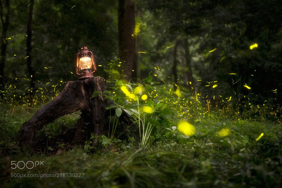 仲夏夜 by vcg-happyking520 ...