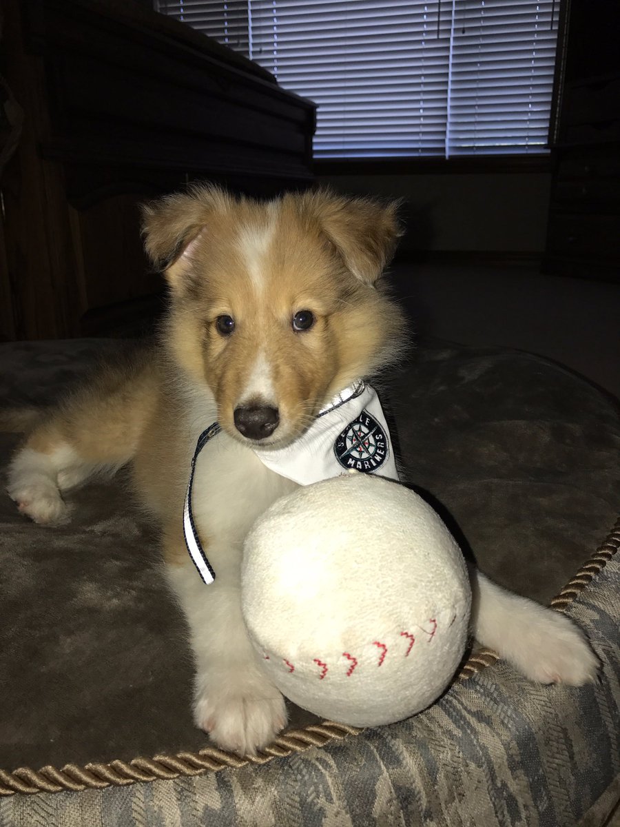 GingerCAnderson's tweet photo. Griffey's ready for the games tonight @Mariners and @EverettAquaSox. 🎉⚾️🇺🇸 https://t.co/AlPMzzIwSQ