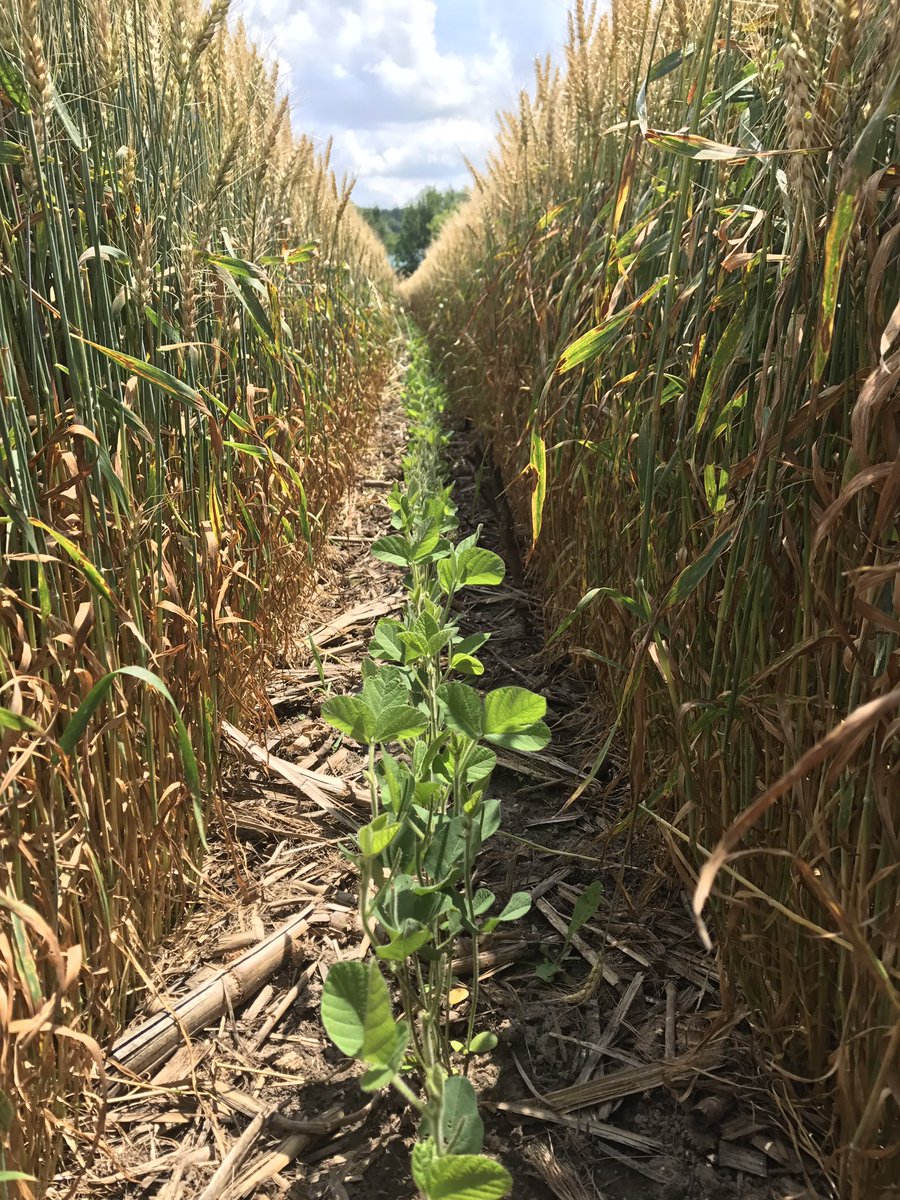 NatalieKutz's tweet photo. Another week or two the wheat will come off and the beans will really take off growing! #doublecrop #wheat&amp;beans https://t.co/8qCaxWZLD8