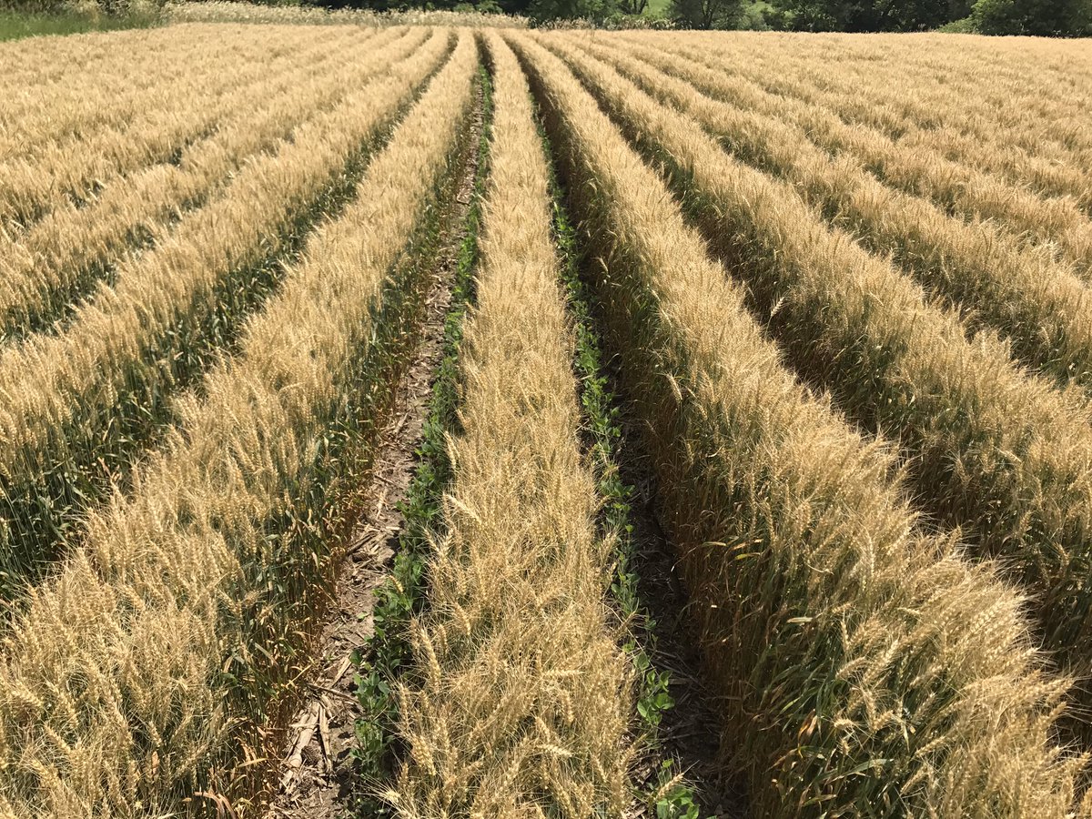 NatalieKutz's tweet photo. Another week or two the wheat will come off and the beans will really take off growing! #doublecrop #wheat&amp;beans https://t.co/8qCaxWZLD8