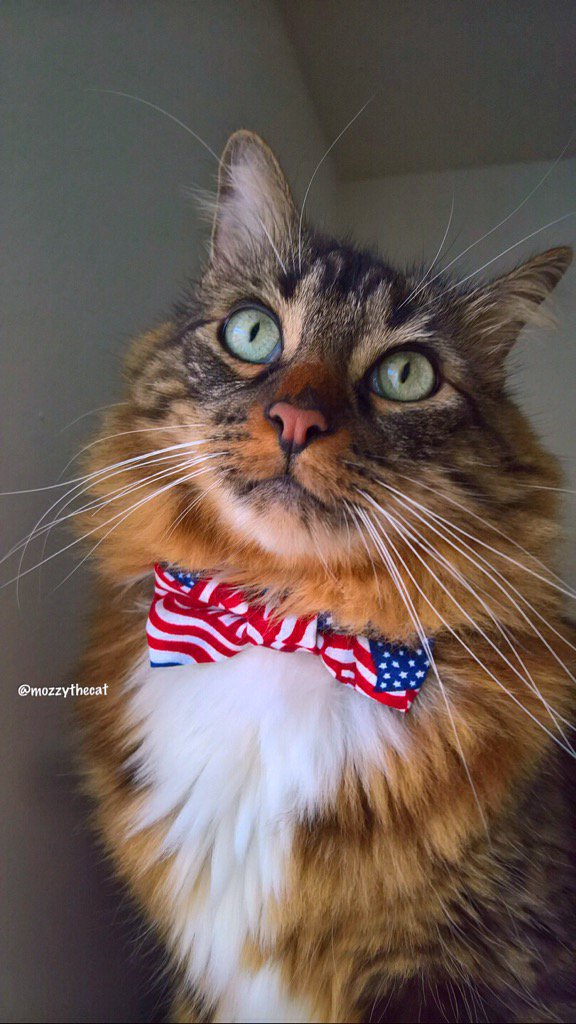 Happy 4th of July!🇺🇸❤️💙 #MozzyTheCat #Happy4th #Independenceday2017 #CatsOfTwitter