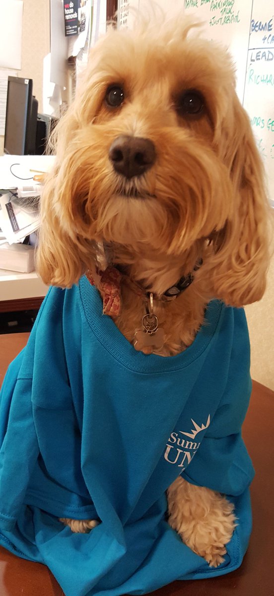 sharngregory's tweet image. Dogs enjoy Sunrise too!! #Workingdogs #Cockerpoo