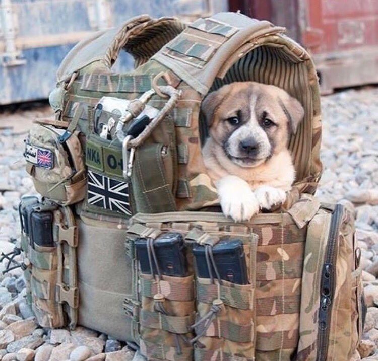 Military Homecomings tweet media