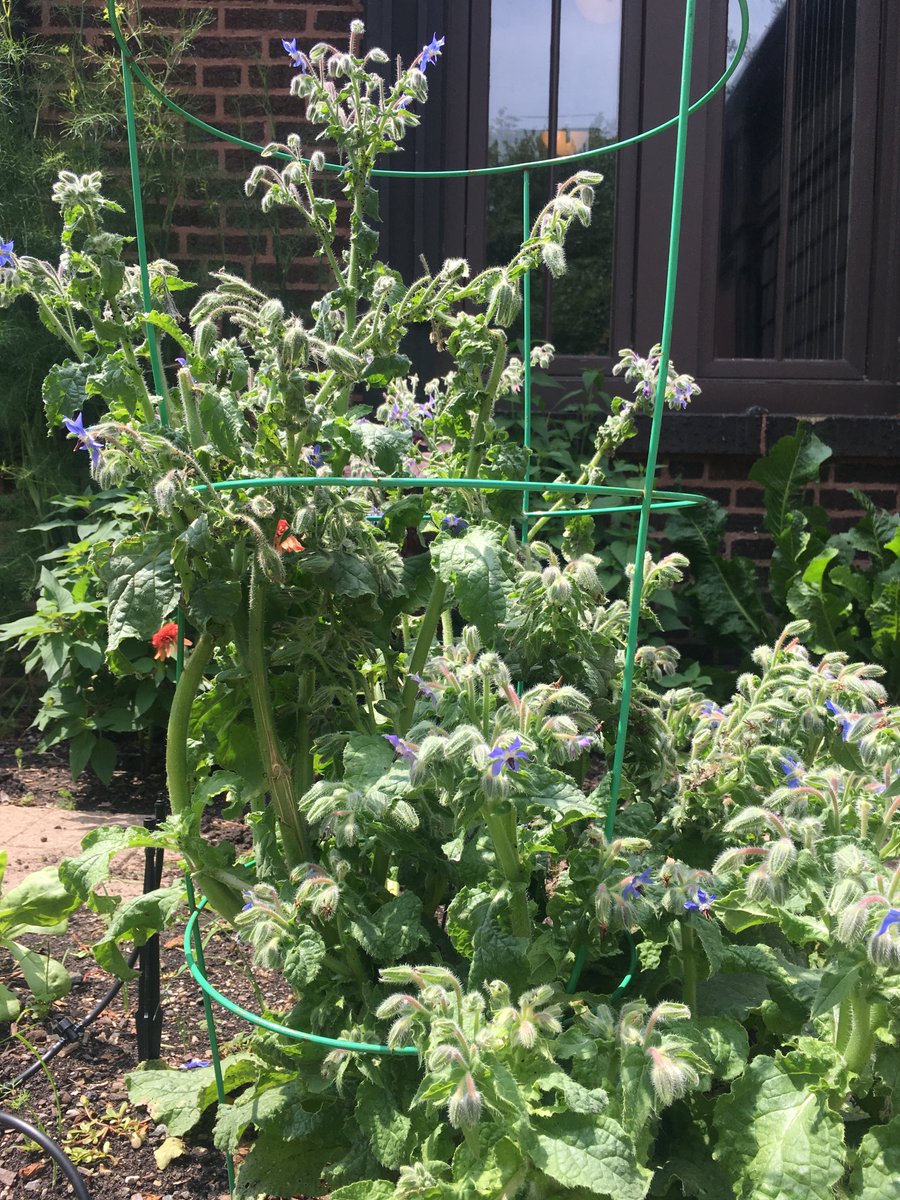 NorthPondCHI's tweet photo. The Garden At North Pond. Watch it grow. https://t.co/Oy633KQdU6 https://t.co/HQYj7D1shs