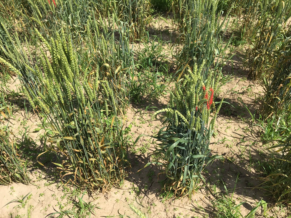 Selecting F5 hill plots derived from 2.5 gen/yr Winter Wheat SSD.  Am I selecting too many? What was the genetic gain formulae again?