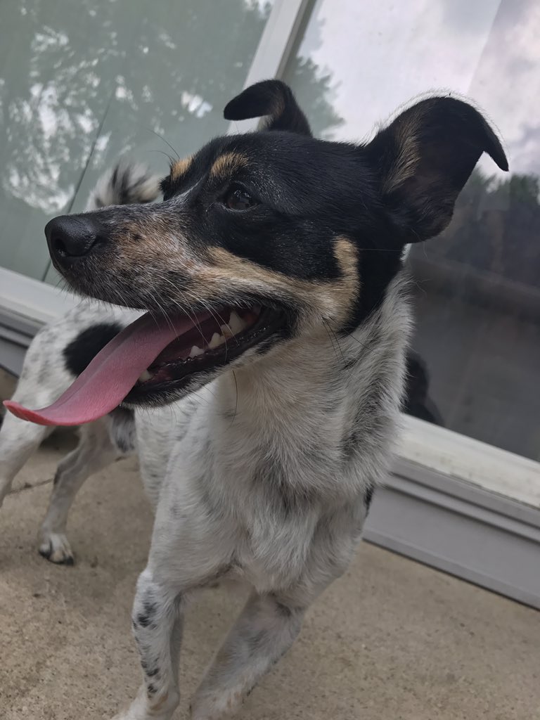 Edward_Baeza's tweet photo. ❗️LOST DOG❗️ found him alone on the street. He has no collar and I fed him and gave him water PLEASE RT so we can find the owner. Thank you https://t.co/X3eWId5jHg
