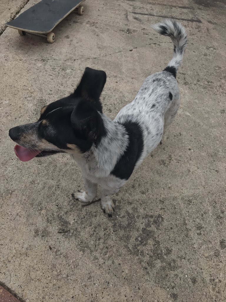 Edward_Baeza's tweet photo. ❗️LOST DOG❗️ found him alone on the street. He has no collar and I fed him and gave him water PLEASE RT so we can find the owner. Thank you https://t.co/X3eWId5jHg