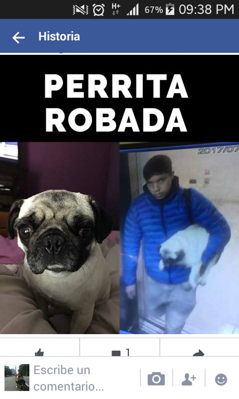 carolinarevalo's tweet photo. favorRT #PerritaRobada desde su hogar enPeñalolén hoy martes4/07, se llama Isi,tiene 5años
Contacto +56981366798 @BegoBasauri @carolinapinoc https://t.co/zLTrgJtrLC
