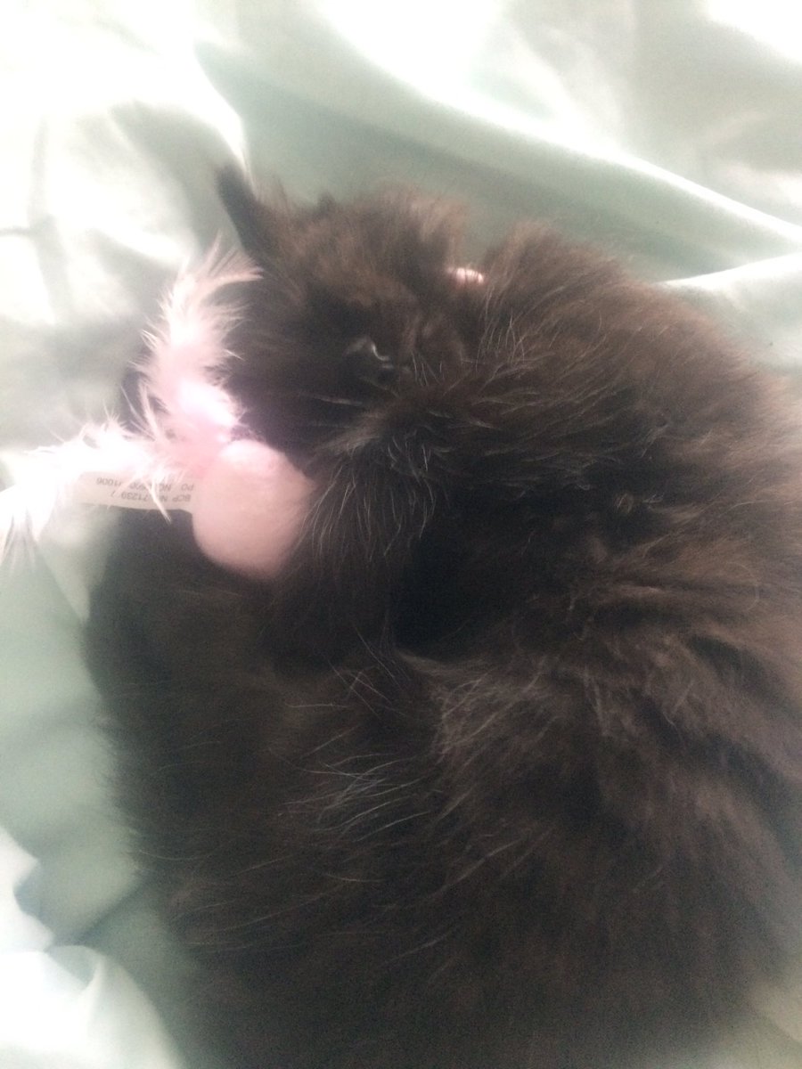 Bham_neutering's tweet photo. Kittens can breed from just four months old. To find a vet in your area to neuter your kitten please visit https://t.co/upfAJ32swu https://t.co/fT5bNB0gGS