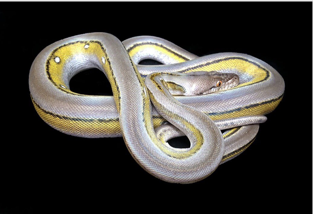 95_hellsing's tweet image. My goldenpath titanium reticulated python. Such a gorgeous boy #retic #reticulatedpythons #snakes