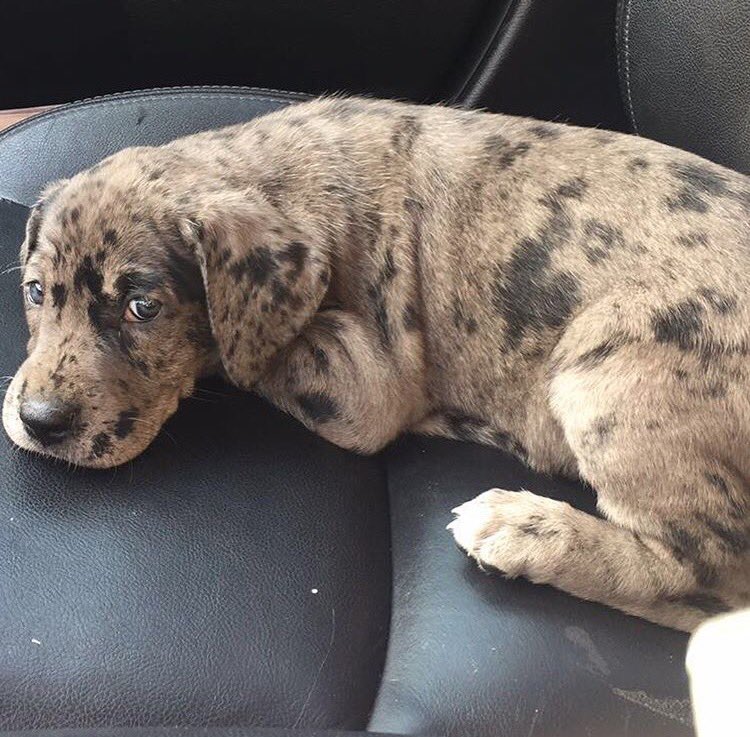 mikeymchugh1215's tweet photo. My heart is heavy today. My friend lost her sweet pup after she was hit by a car. 10 weeks old. 😞 #ripAries https://t.co/OOvFSEku8B
