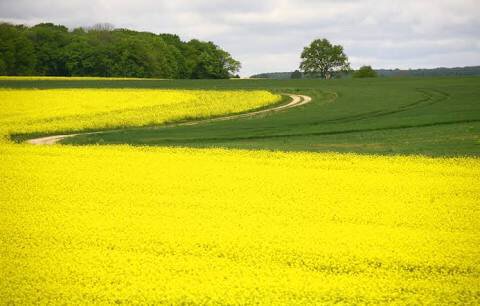 Em đến bên đời hoa vàng một đóa 
một thoáng hương bay bên trời phố hạ 
nào có ai hay ta gặp tình cờ 
nhưng là cơn gió em còn cứ mãi bay đi