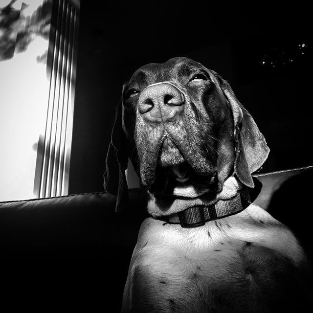 awakehappyco's tweet photo. Reposting @barkleyandwagz:
Pretty sure he's a human with dog coating 😳
#ilovemydog #gsp #pointersofinstagram #dogsofig #nextlevelpet https://t.co/l8sjHyhYuQ