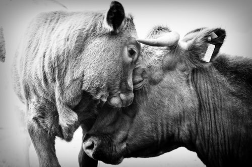 _JaneDoe13's tweet photo. Animals have feelings, need to care for their young, remain with their group &amp; feel safe
#AnimalLiberation #Vegan https://t.co/h2uElzQyjz