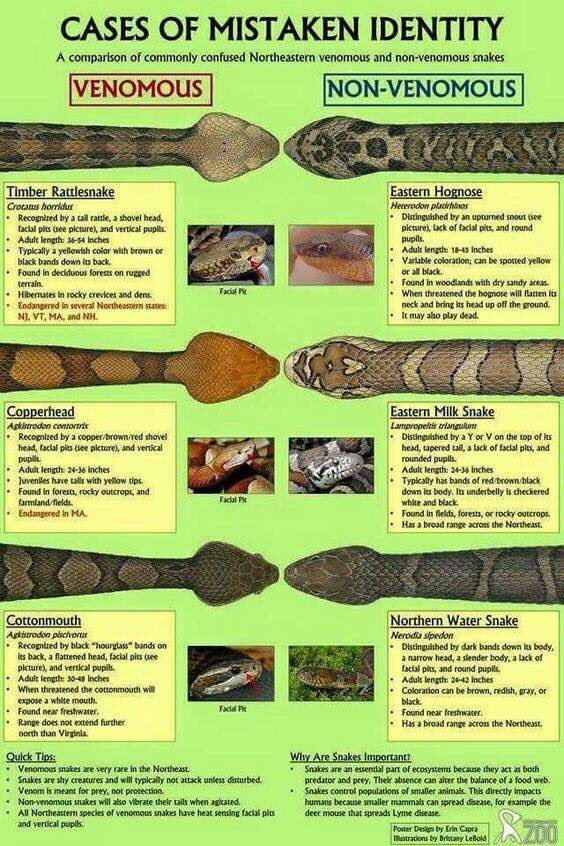 #snakeinfo #stayreadyl2