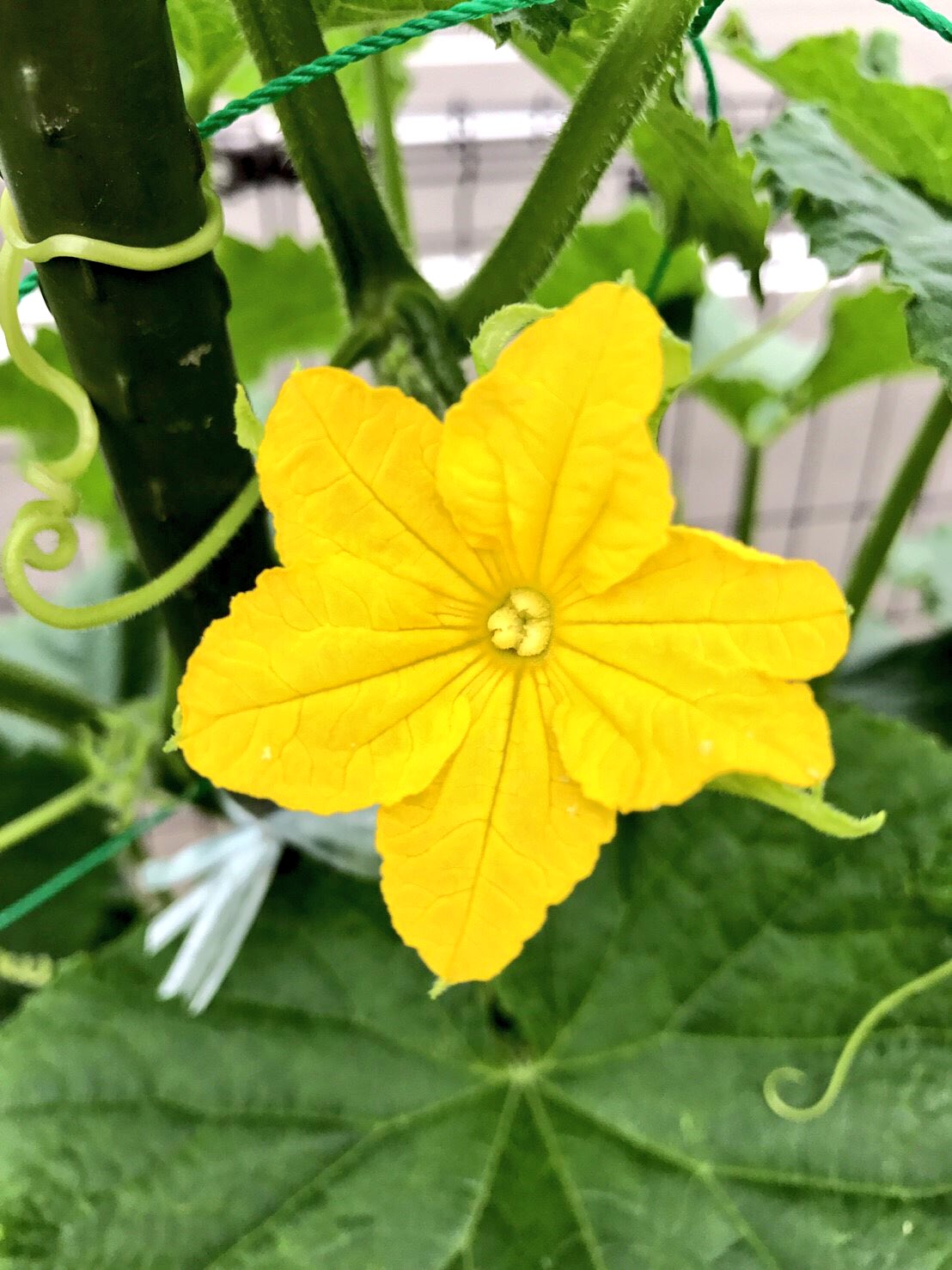 ふっかちゃん おはよ 今日はきゅうりのお花さん 花言葉は 洒落 しゃれ なんだってぇ Y O0w0o Y面白いねぇ お花は バニラの香りがするらしい Y Oﾟwﾟo Yじゅる いい匂いでも食べるのはきゅうりだけにしてねぇ Y O W O Yぷぷ 今日も元気に