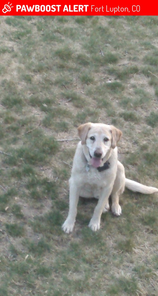 PawBoost's tweet photo. Please RT! Have you seen Zip? #missing #lost #pet in #FtLupton #CO 80621 https://t.co/DWyCV6EUkG https://t.co/98zzWILBhz