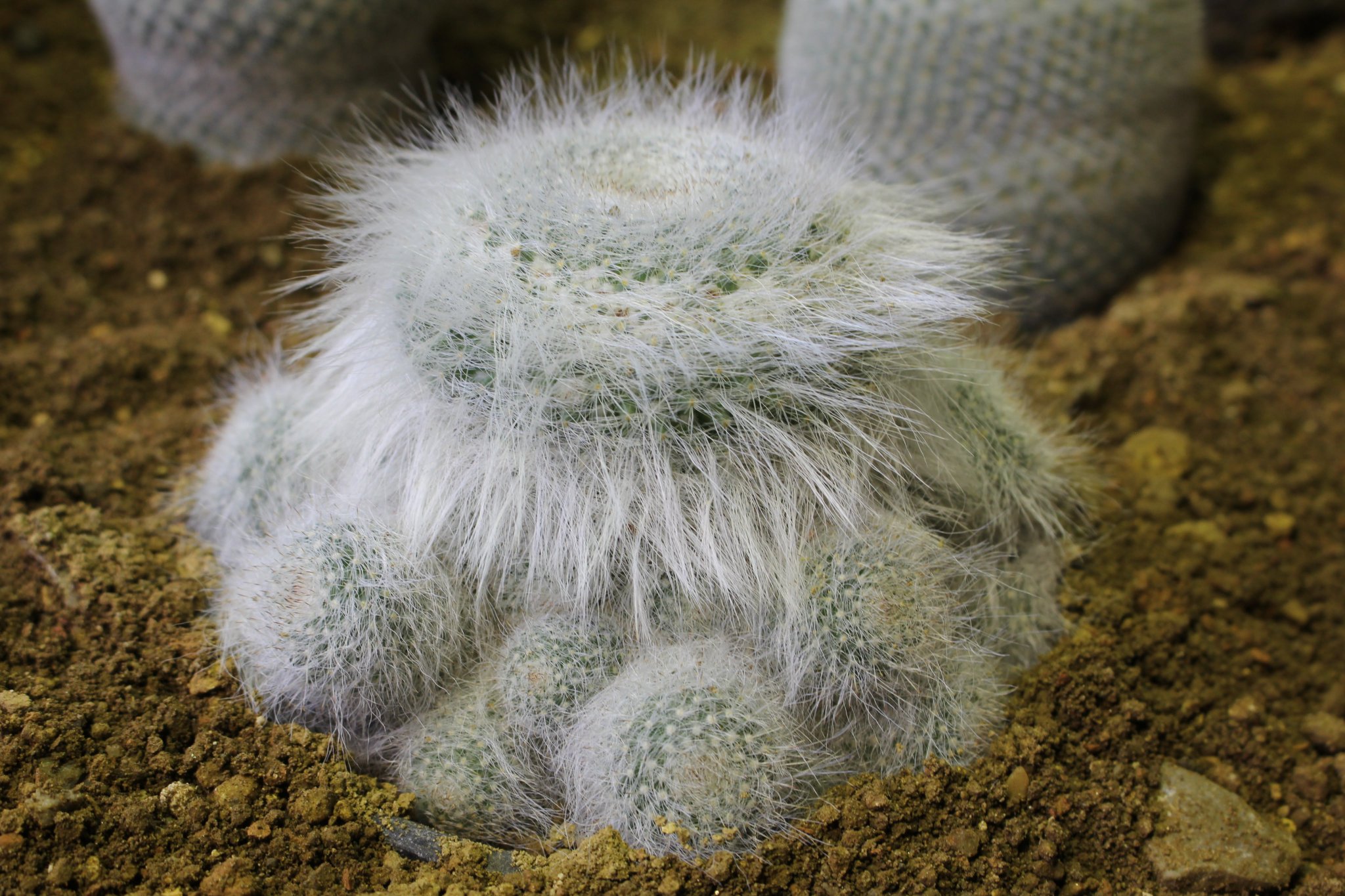 咲くやこの花館 Sur Twitter 白い毛がふっさふさのおじいちゃんサボテン 玉翁殿 ぎょくおうでん このような毛は 日中の強い日差しや夜間の寒さから身を守るのに役立ちます それにしても ふっさふさです O 咲くやこの花館 サボテン ふさふさ 咲くやこの花館 Sur Twitter 白い毛がふっさふさのおじいちゃんサボテン 玉翁殿 ぎょくおうでん このような毛は 日中の強い日差しや夜間の寒さから身を守るのに役立ちます それにしても ふっさふさです O 咲くやこの花館 サボテン ふさふさ