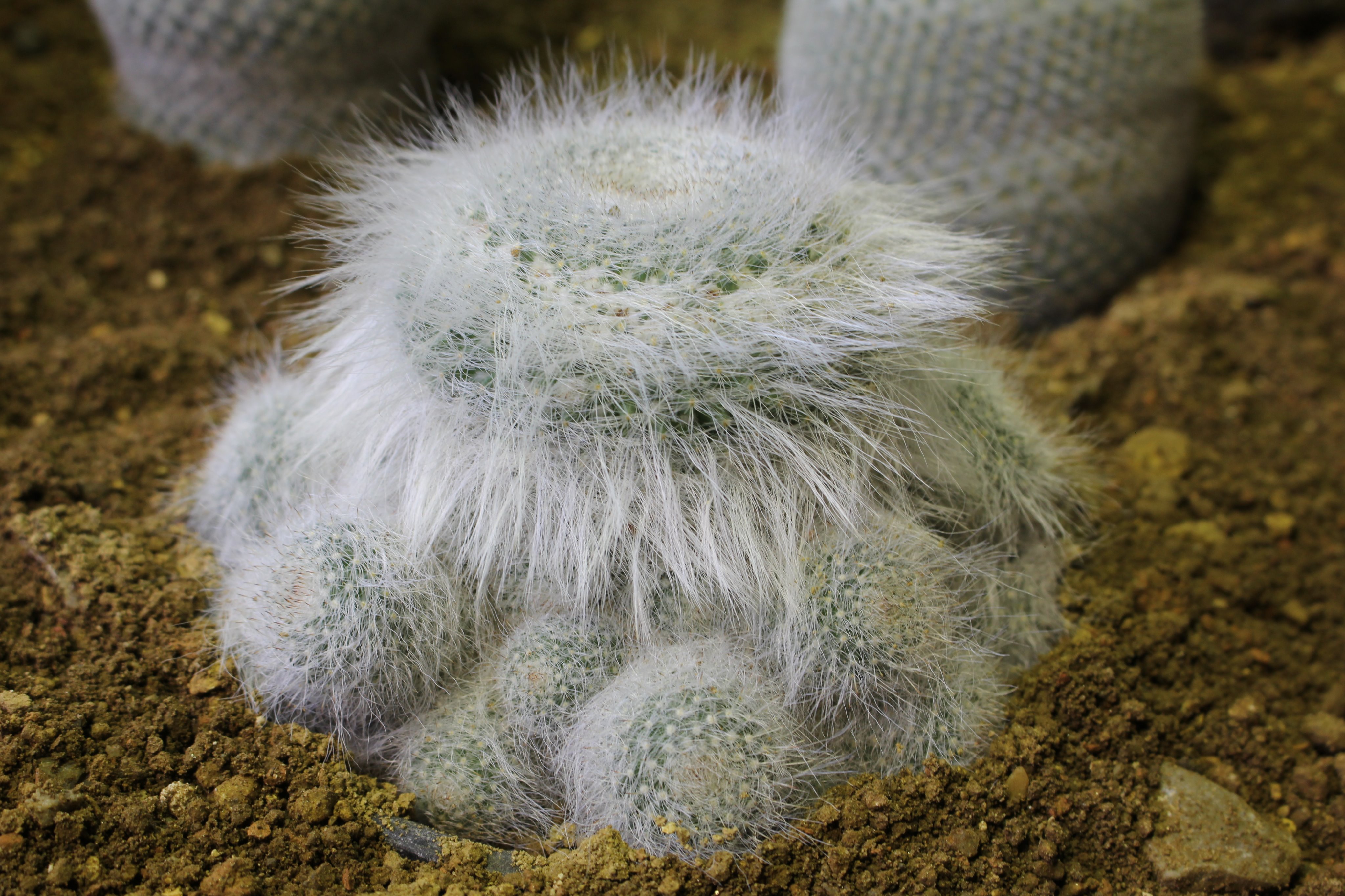 咲くやこの花館 白い毛がふっさふさのおじいちゃんサボテン 玉翁殿 ぎょくおうでん このような毛は 日中の強い日差しや夜間の寒さから身を守るのに役立ちます それにしても ふっさふさです O 咲くやこの花館 サボテン ふさふさ