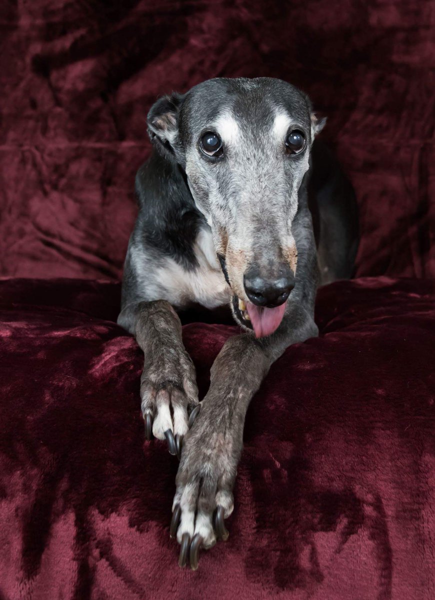 Greytfella's tweet photo. #oldmate #Murphy #greyhounds #dog #adoptdontshop https://t.co/FhG22gPIBr