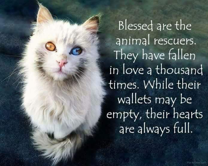 KatTUDE's tweet photo. 💙🐾💙🐾🐱🐾🐶
#RESCUE #AllAnimalsMatter #Cat https://t.co/IaYuAe2Kmz