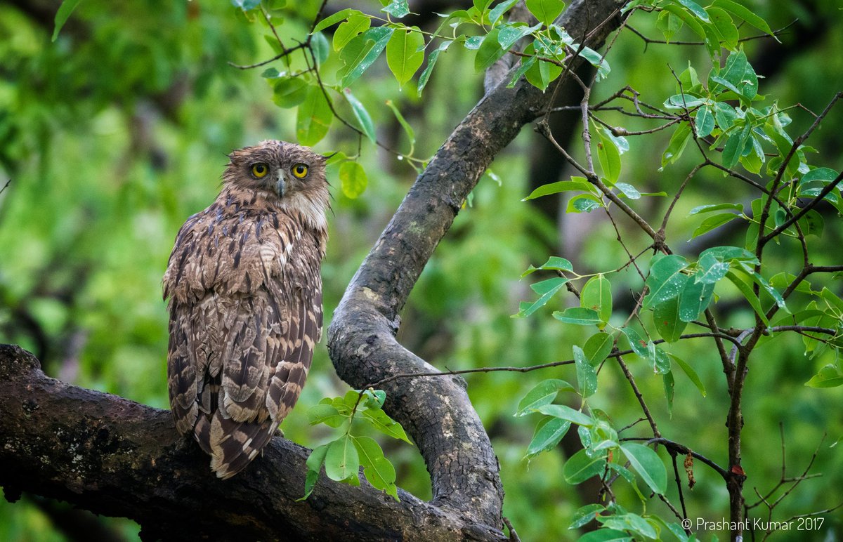 Brown Fish Owl (Bubo zeylonensis)
Corbett National Park, Uttarakhand
June 30th, 2017
|| birdlifeindia.com ||