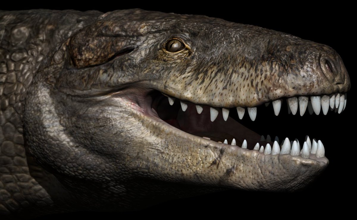 Newsweek's tweet photo. Scientists have found a giant, ancient crocodile-like creature with T-Rex-sized teeth in Madagascar https://t.co/VGhbr7Wo4j https://t.co/PjVvSM7cn0