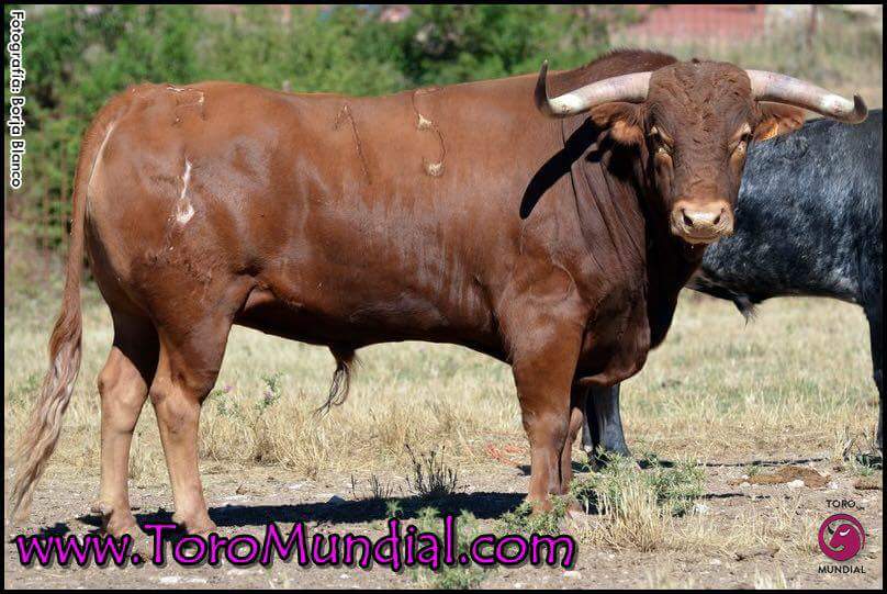 Otro año mas,otro esfuerzo más de la Comisión y de un pueblo,Toro para la feria chica Peñalver 2017 <a href="/CAlcarreno/">CampoBravoAlcarreño</a> fotos @ToroMundialOle