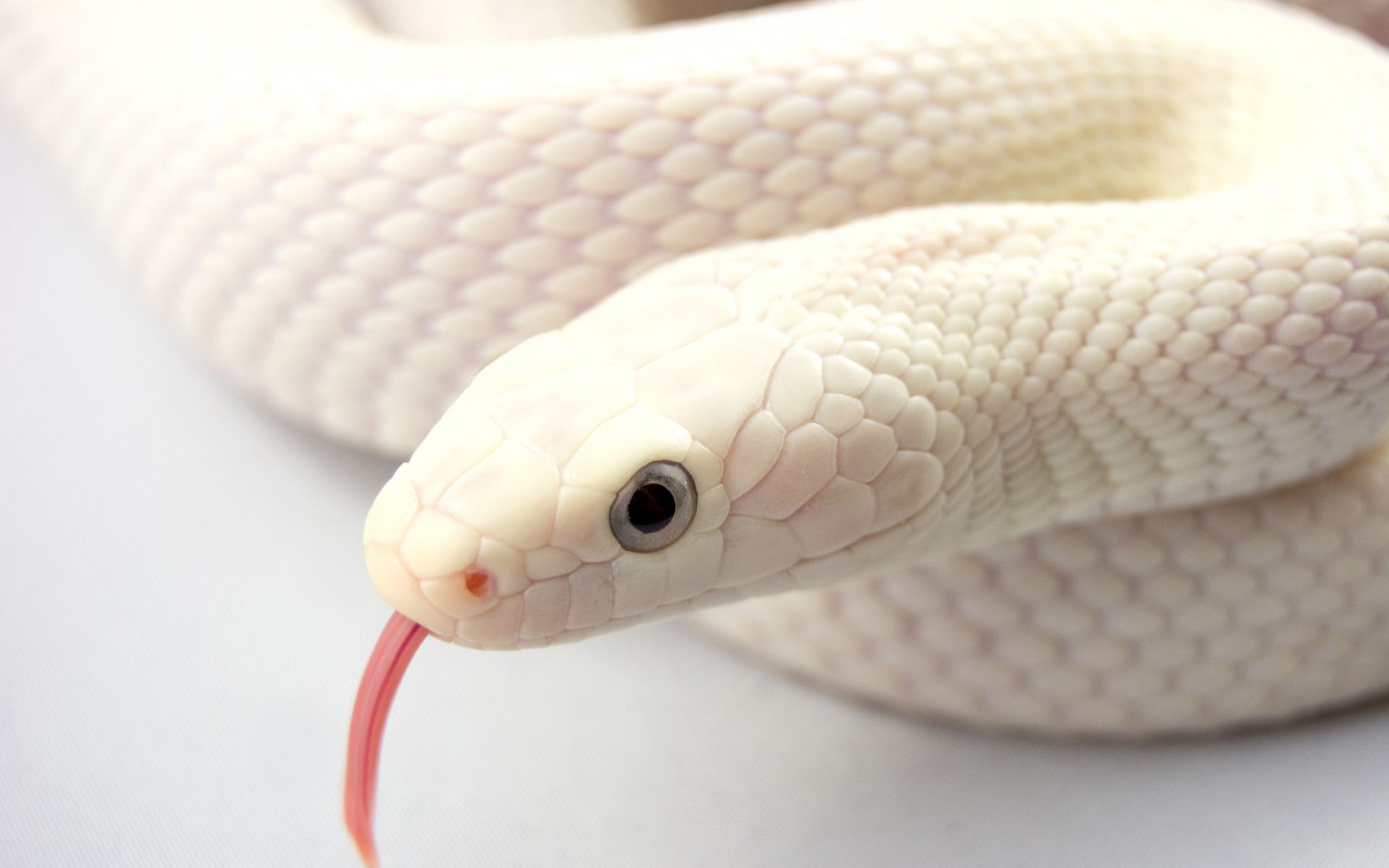 二度見するほど美しい生き物 白蛇 白化現象を起こした蛇 縁起の良い生き物として崇められている地域もあります 白蛇を見ると運気が上がると言われています T Co Khuq5jggie Twitter