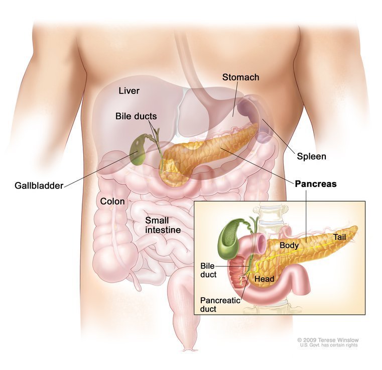 Here's our expert-reviewed information about pancreatic cancer, including summaries on treatment options: cancer.gov/types/pancreat…