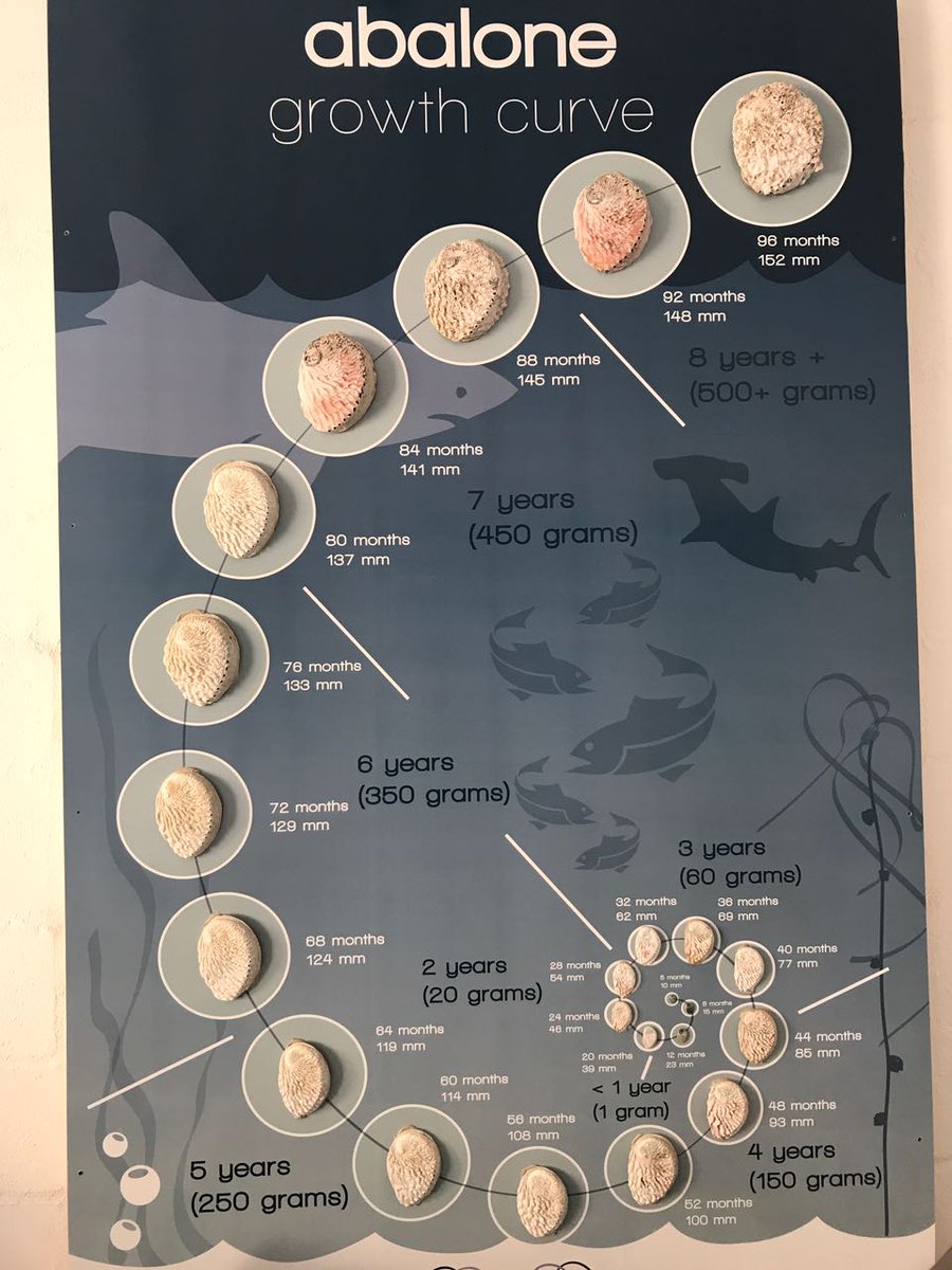 BurgundyHer's tweet photo. Looking for a unique &amp; highly educational activity to enjoy when next visiting #Hermanus? We cannot recommend @HeartOfAbalone enough! https://t.co/VGbcCYxfx2