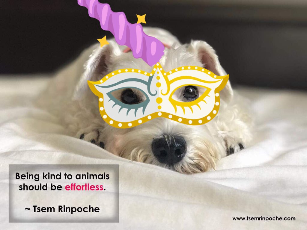 JanelleCJE's tweet photo. #zen
#yoga
#animals
#oser
#dharma
#dogs
#cats
#maditate
#maditation
#Tara
#Dorjeshugden
#tsemtulku
#TsemRinpoche
#Vajrayogini https://t.co/Y3kYk1Nx9R